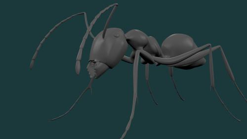 ant preview image